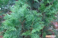 中药材侧柏叶 侧柏叶是什么树的叶