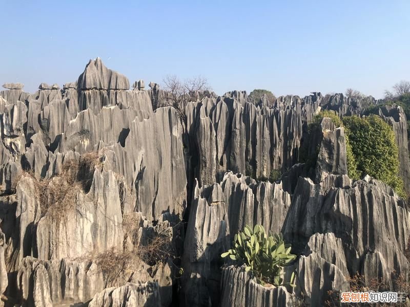 你听说过阿诗玛的故事吗? 阿诗玛的故事