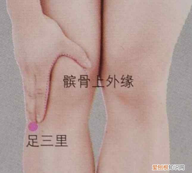 足三里穴位在哪? 足三里的位置
