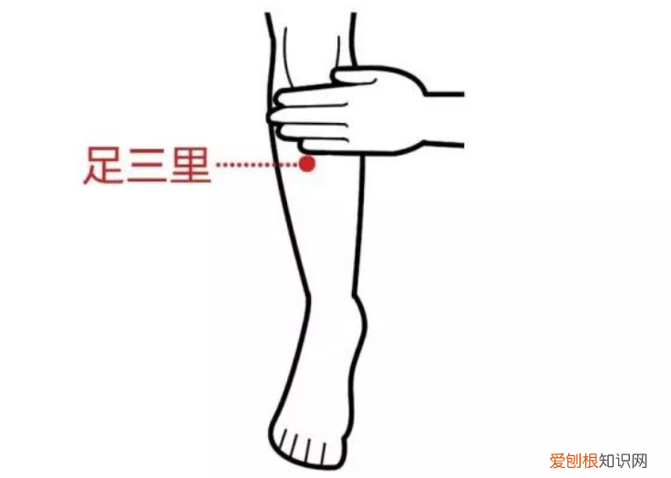 足三里穴位在哪? 足三里的位置