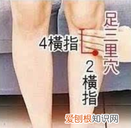 足三里穴位在哪? 足三里的位置