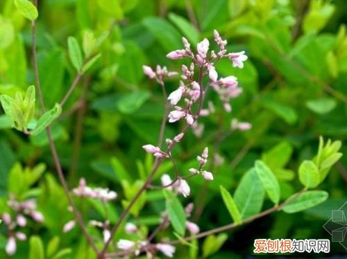 罗布麻的功效与作用 罗布麻叶的功效!