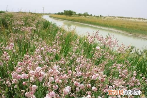 罗布麻的功效与作用 罗布麻叶的功效！