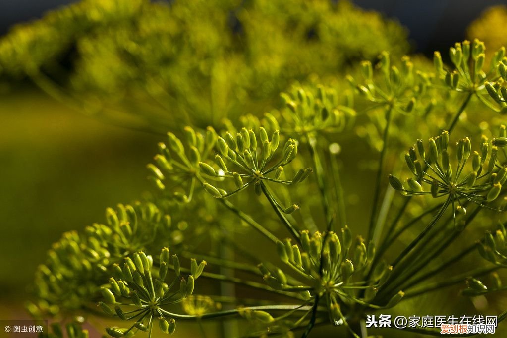 冬天吃点茴香，有哪些好处？ 大寒节气吃茴香有什么好处？
