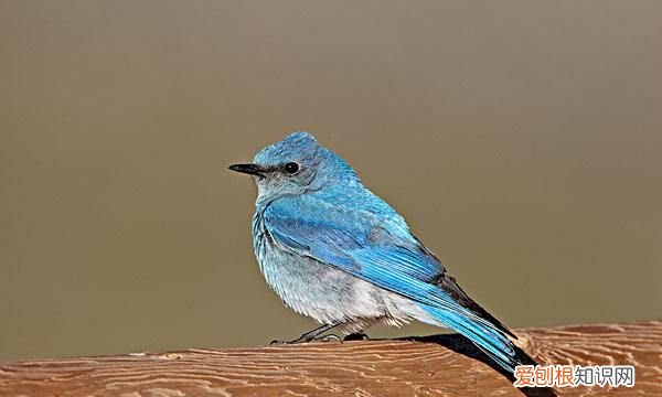 小鸟用什么辨味,小动物用什么来辨味