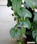 山药豆发芽能吃吗，山药豆发芽能种成绿植