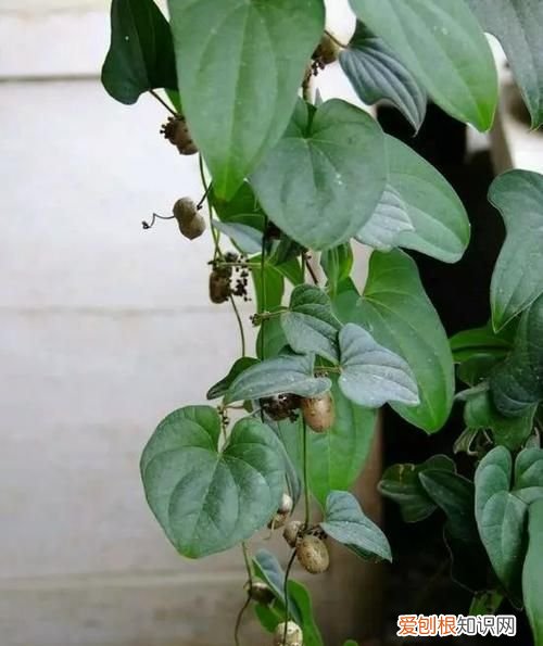 山药豆发芽能吃吗，山药豆发芽能种成绿植