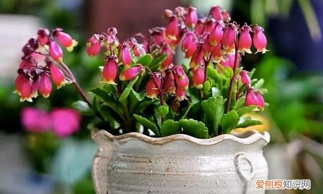 喜庆吉利什么花最好