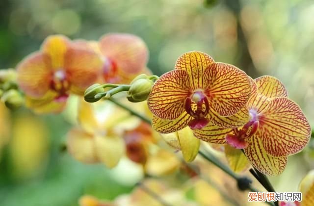 喜庆吉利什么花最好