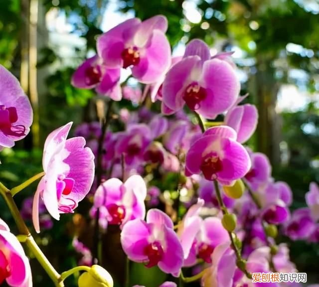 喜庆吉利什么花最好