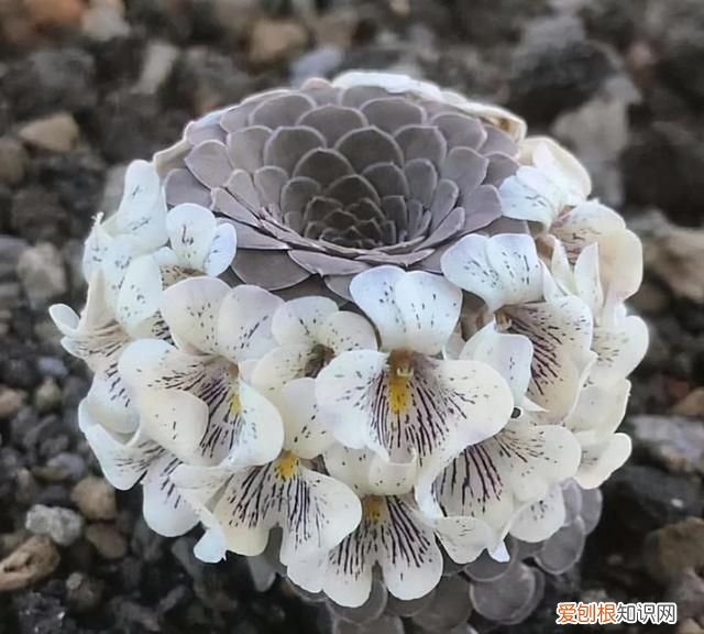 喜庆吉利什么花最好