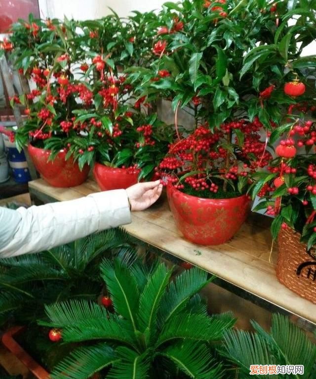 喜庆吉利什么花最好