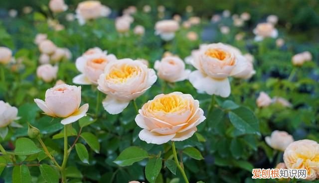 喜庆吉利什么花最好