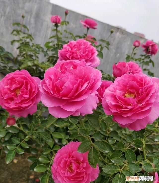 喜庆吉利什么花最好