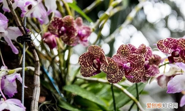 喜庆吉利什么花最好