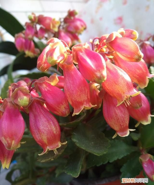 喜庆吉利什么花最好