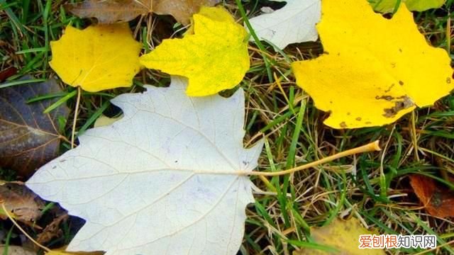 无边落木萧萧下为什么是落木不是落叶