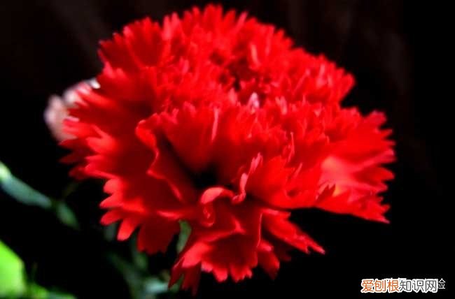 康乃馨怎么养最好？ 康乃馨的养殖方法