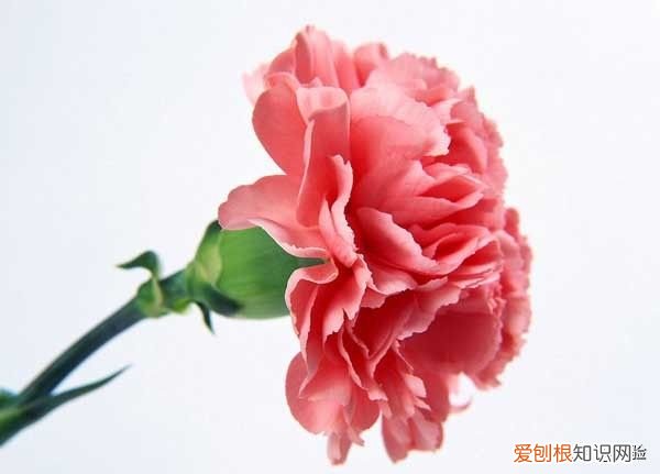 康乃馨怎么养最好？ 康乃馨的养殖方法