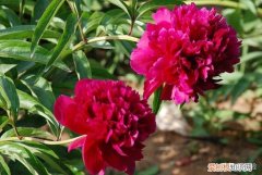 康乃馨怎么养最好？ 康乃馨的养殖方法