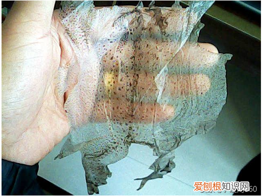 蟾衣的功效与作用1(蟾衣的功效和鉴别方法)