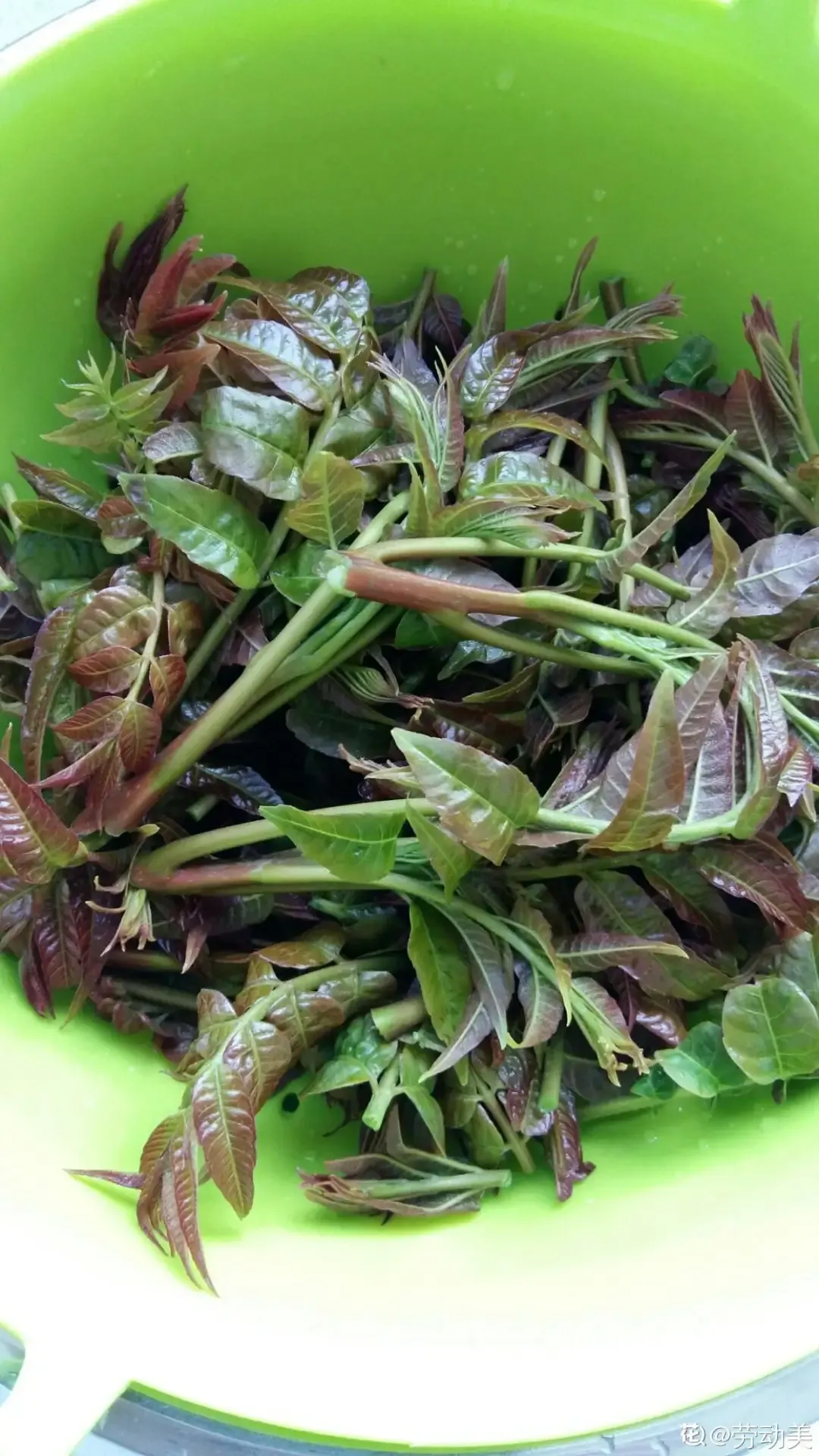 最美味的15种野菜 野菜种类