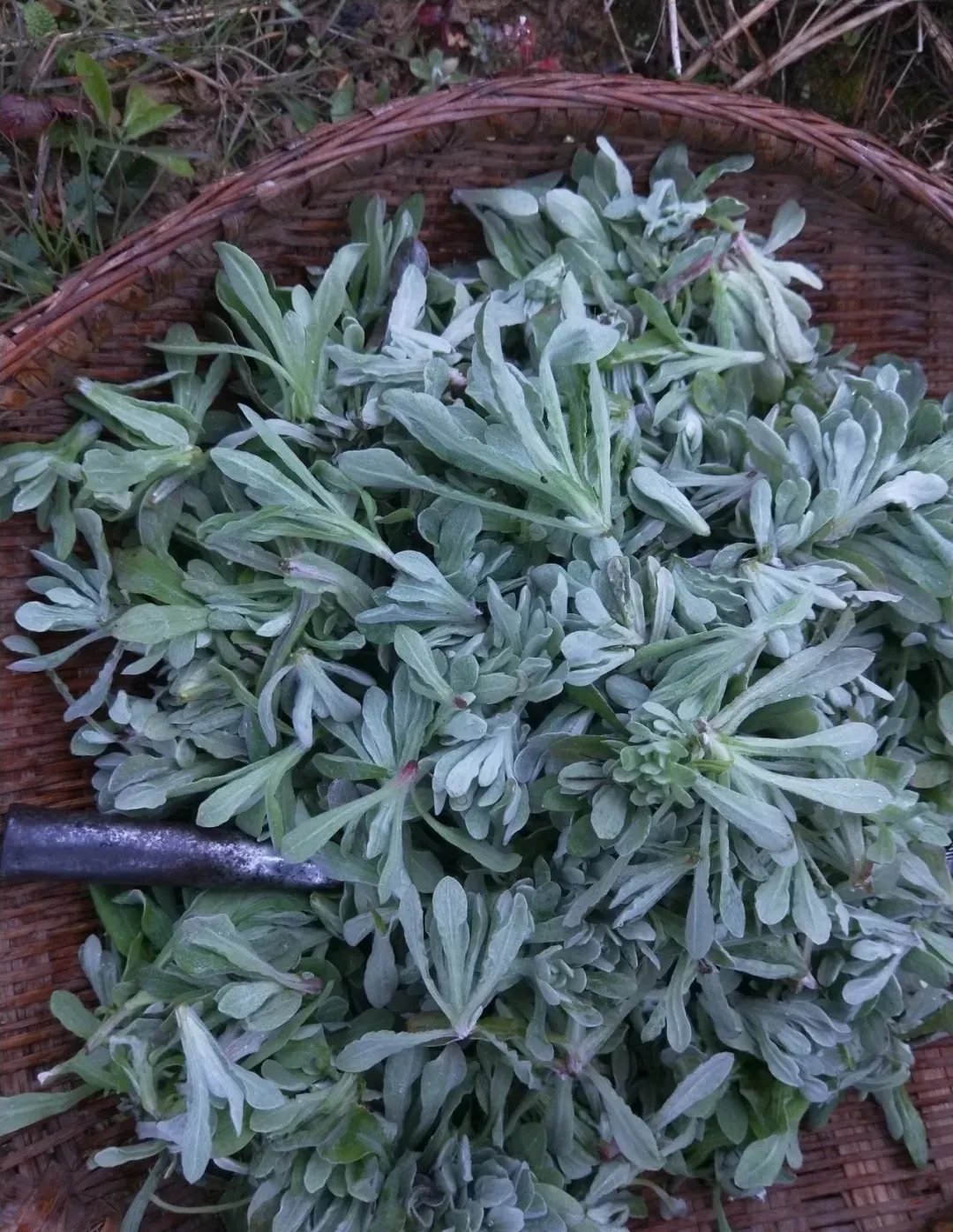 最美味的15种野菜 野菜种类