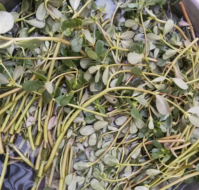 最美味的15种野菜 野菜种类