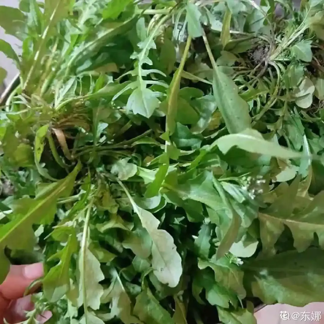 最美味的15种野菜 野菜种类