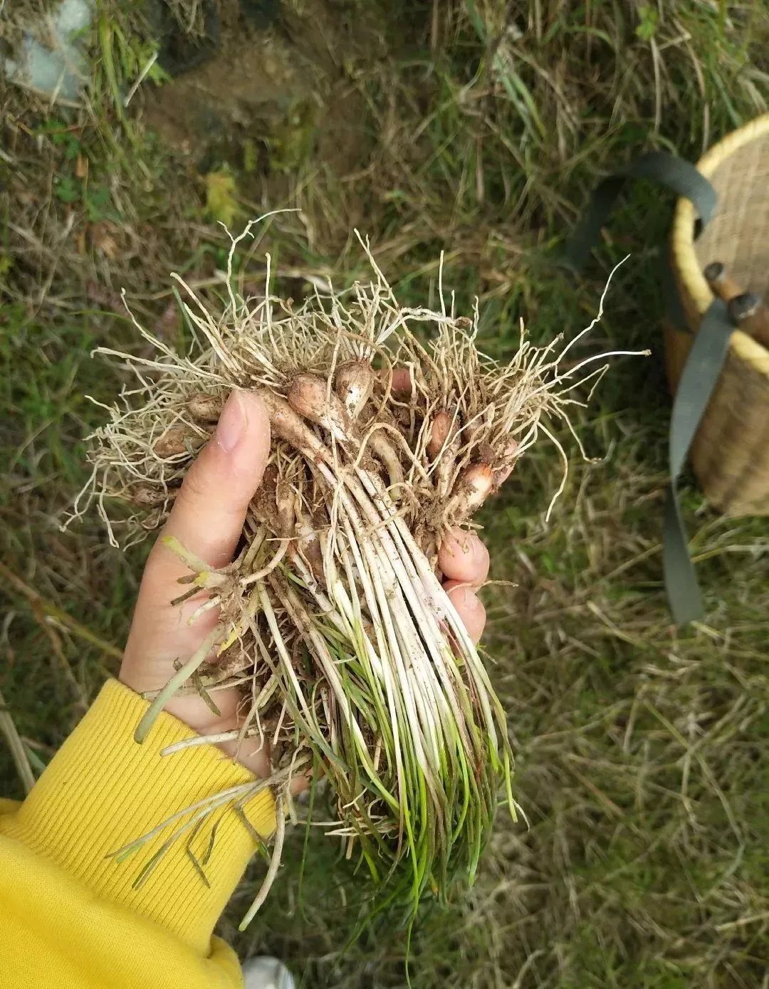 最美味的15种野菜 野菜种类