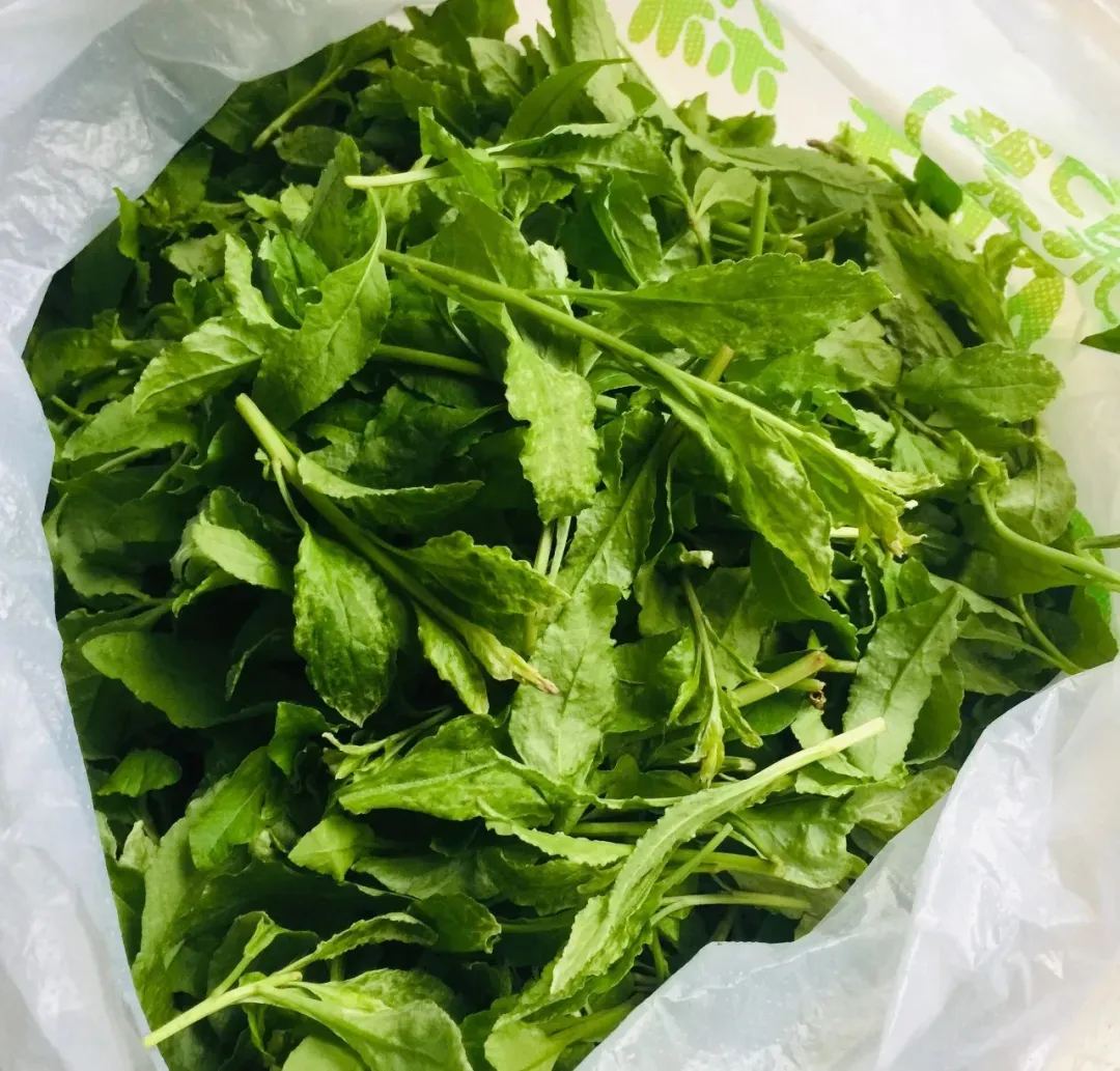 最美味的15种野菜 野菜种类