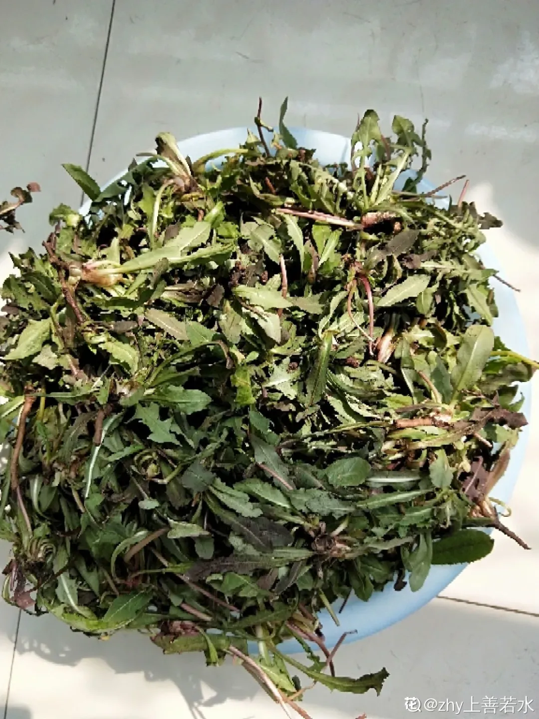 最美味的15种野菜 野菜种类