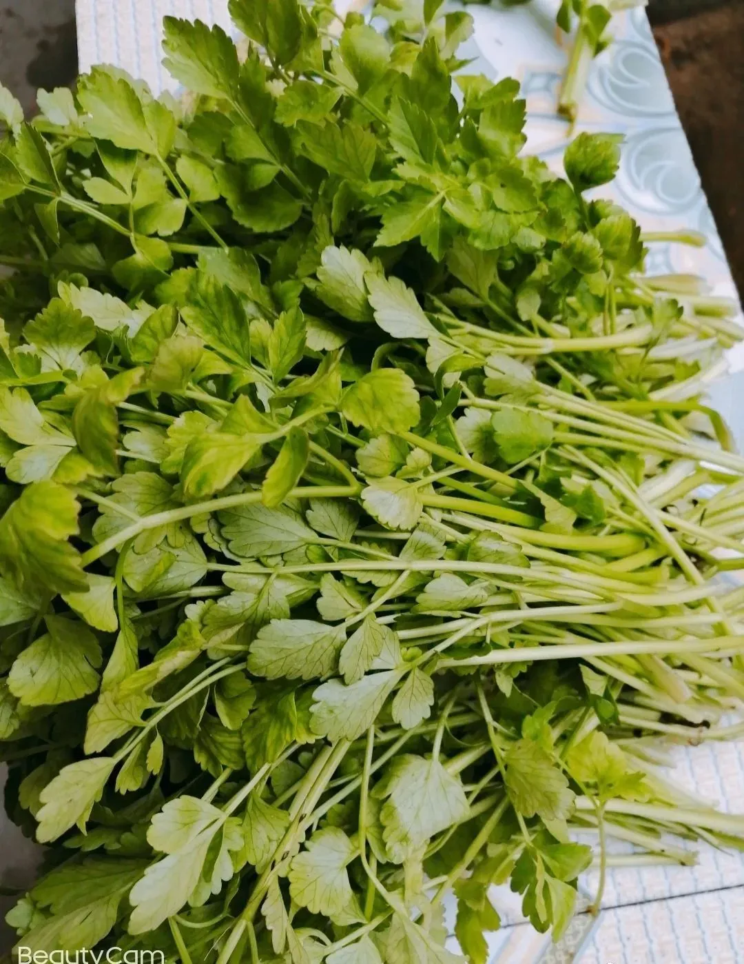 最美味的15种野菜 野菜种类