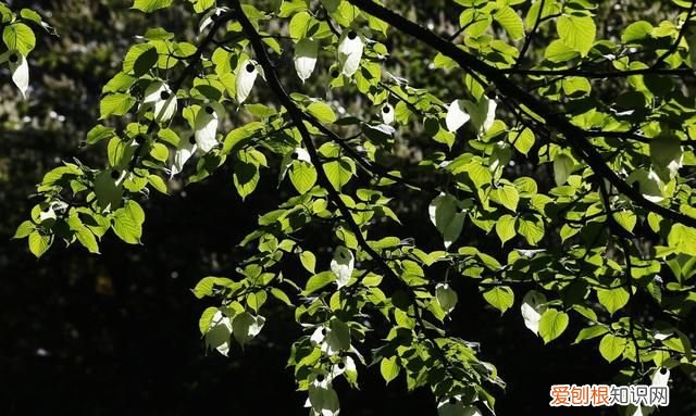 《列子》原文及翻译,列子原文