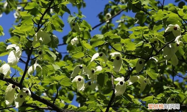 《列子》原文及翻译,列子原文