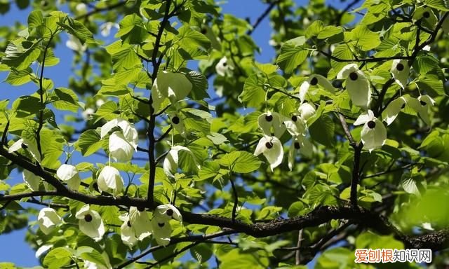《列子》原文及翻译,列子原文