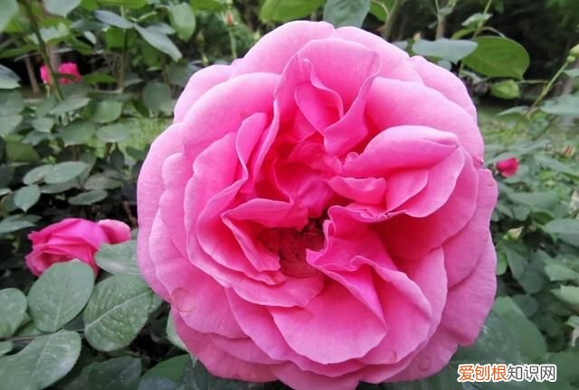 《列子》原文及翻译,列子原文