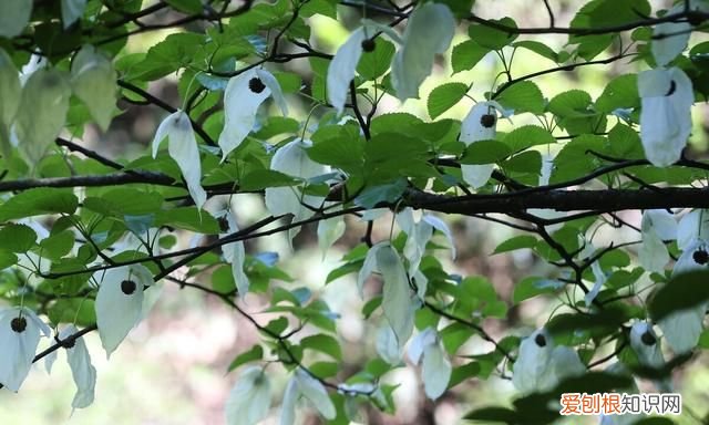 《列子》原文及翻译,列子原文