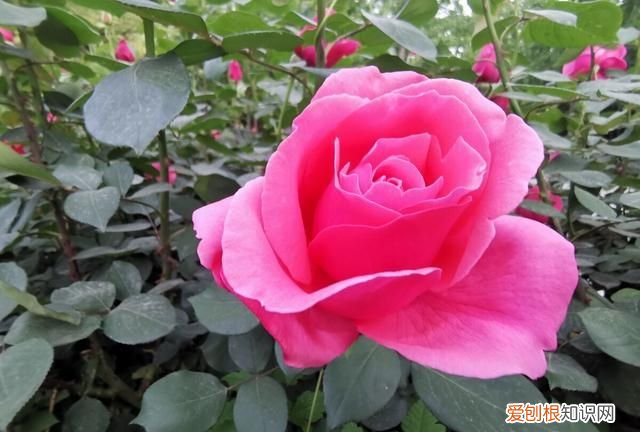 《列子》原文及翻译,列子原文