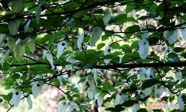 《列子》原文及翻译,列子原文