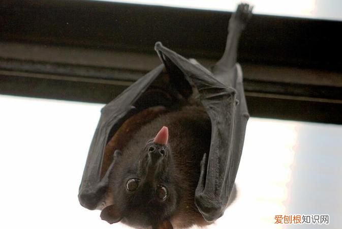 家里出现蝙蝠怎么处理,家里进了蝙蝠怎么驱除