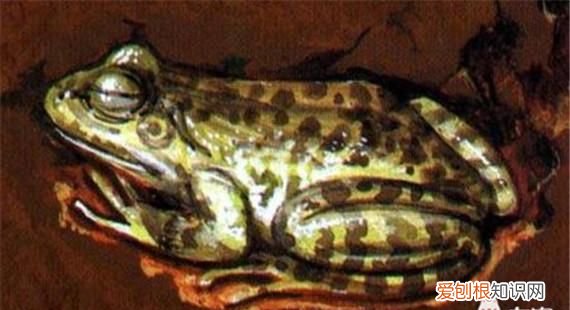 冷血动物没有皮毛护体,那它们在冬天如何生存的