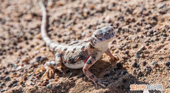 冷血动物没有皮毛护体,那它们在冬天如何生存的