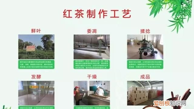 红茶的分类是怎样的