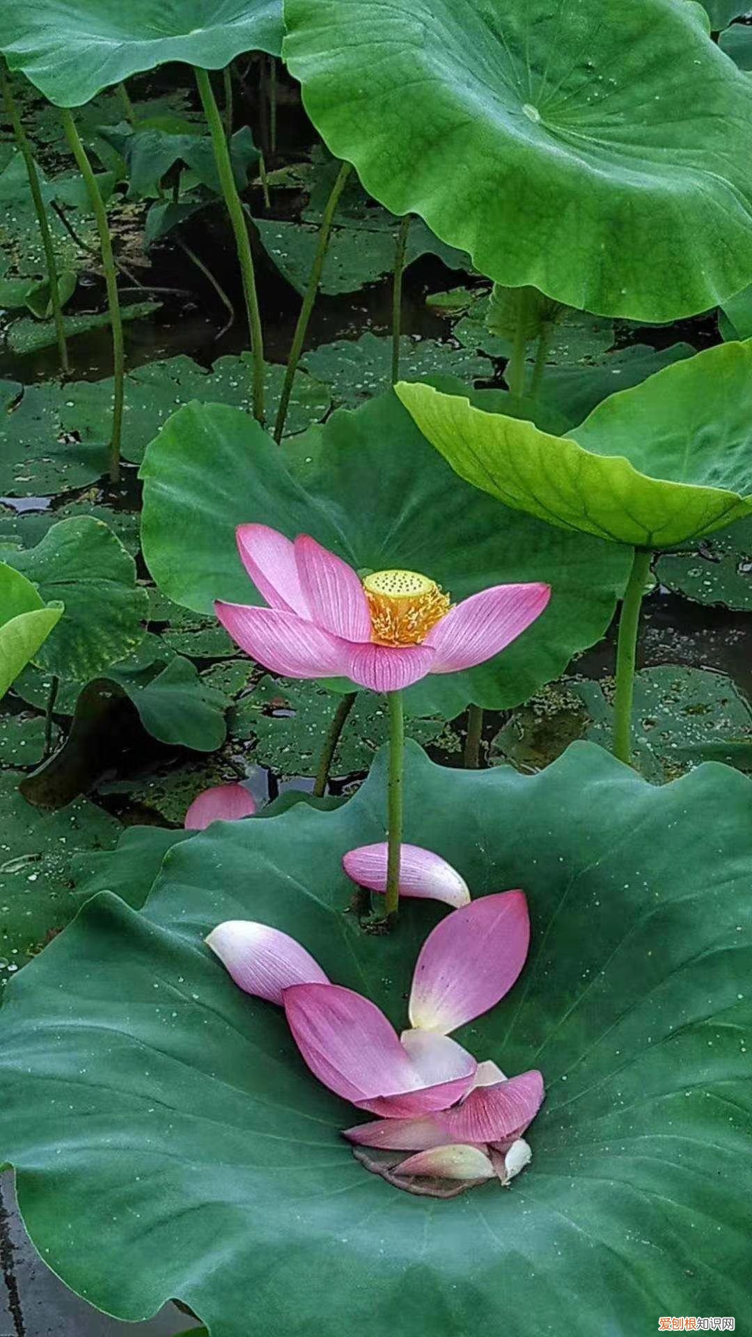 金无足赤，人无完人 人无完人的意思