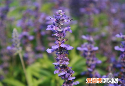 益母草颗粒饭前吃还是饭后吃 益母草颗粒什么时候吃