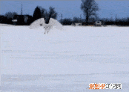 杀虫剂能杀壁虎吗，香熏可以熏走壁虎