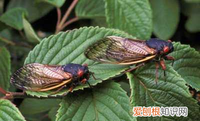 金蝉为什么称为唐僧肉