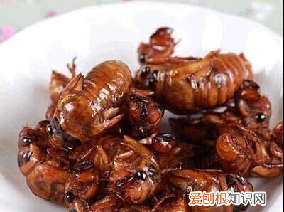 金蝉为什么称为唐僧肉