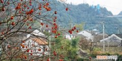 浙江这座小山村，全村人都姓沈，据说江浙地区姓沈的人都来自此处
